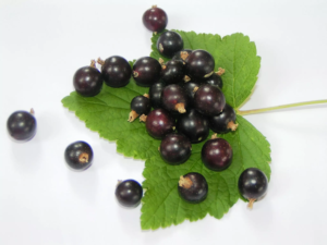 blackcurrant_with_leaves