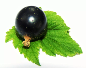 blackcurrant_with_leaves