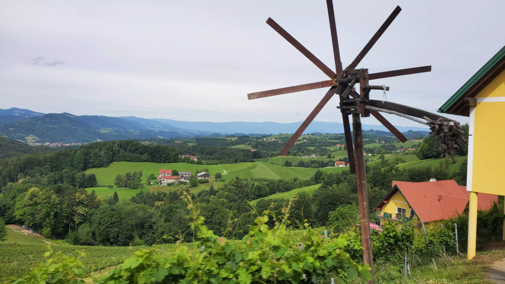 Blackcurrant field in Austria
