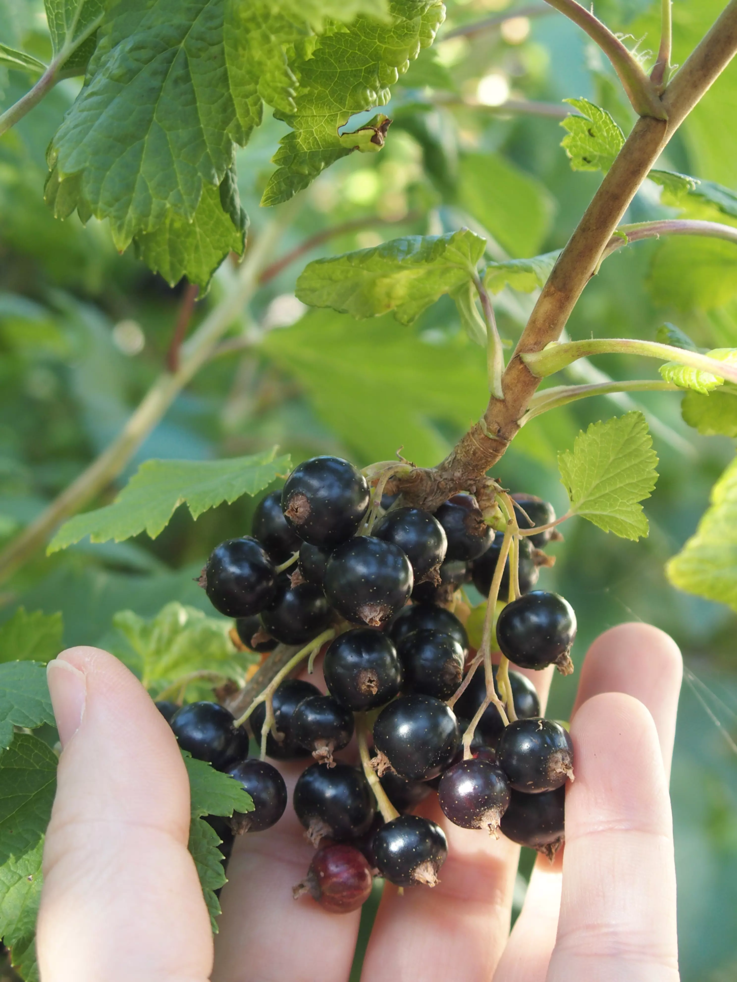 Blackcurrant_picking
