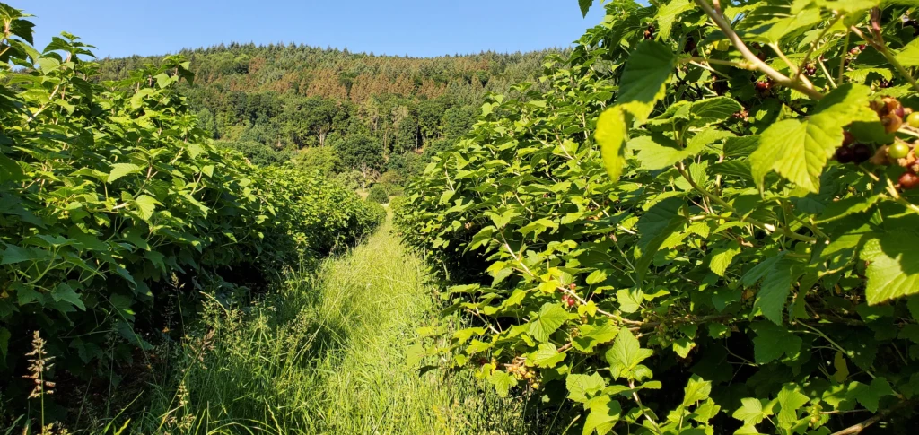 Blackcurrant field Germany