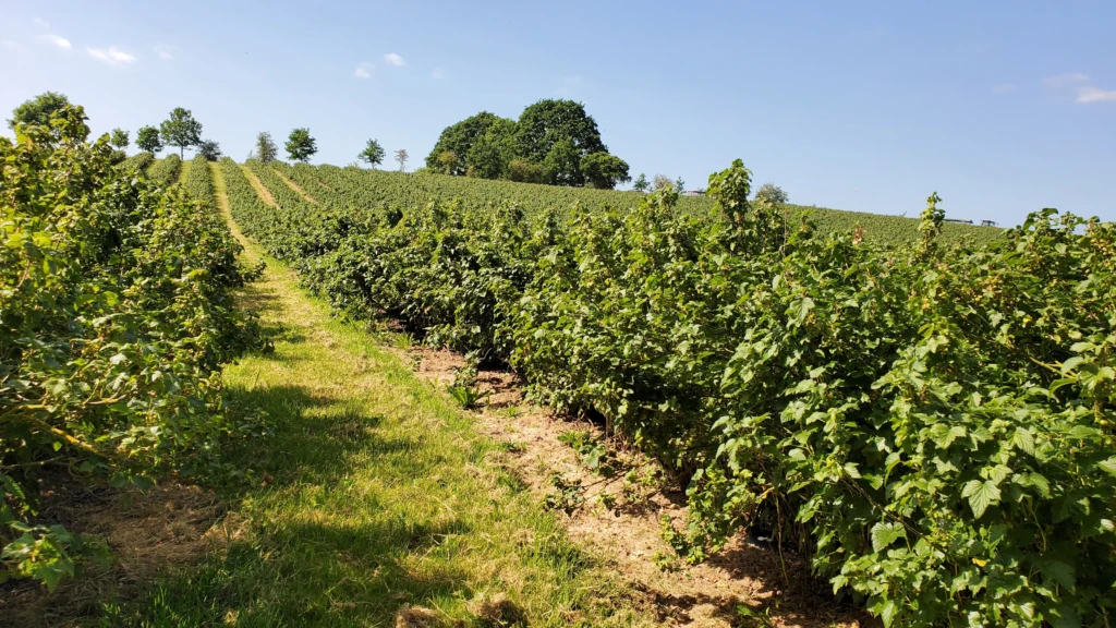 Blackcurrant field United Kingdom
