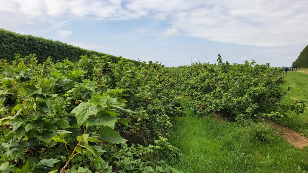 Blackcurrants Netherlands