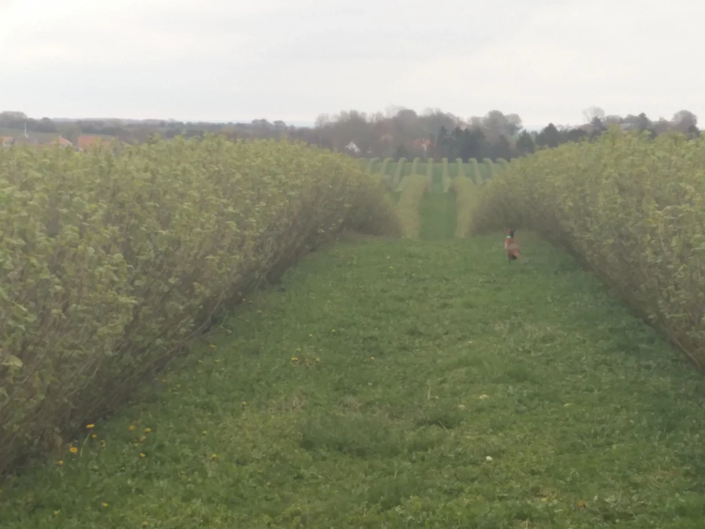 Blackcurrant field Denmark