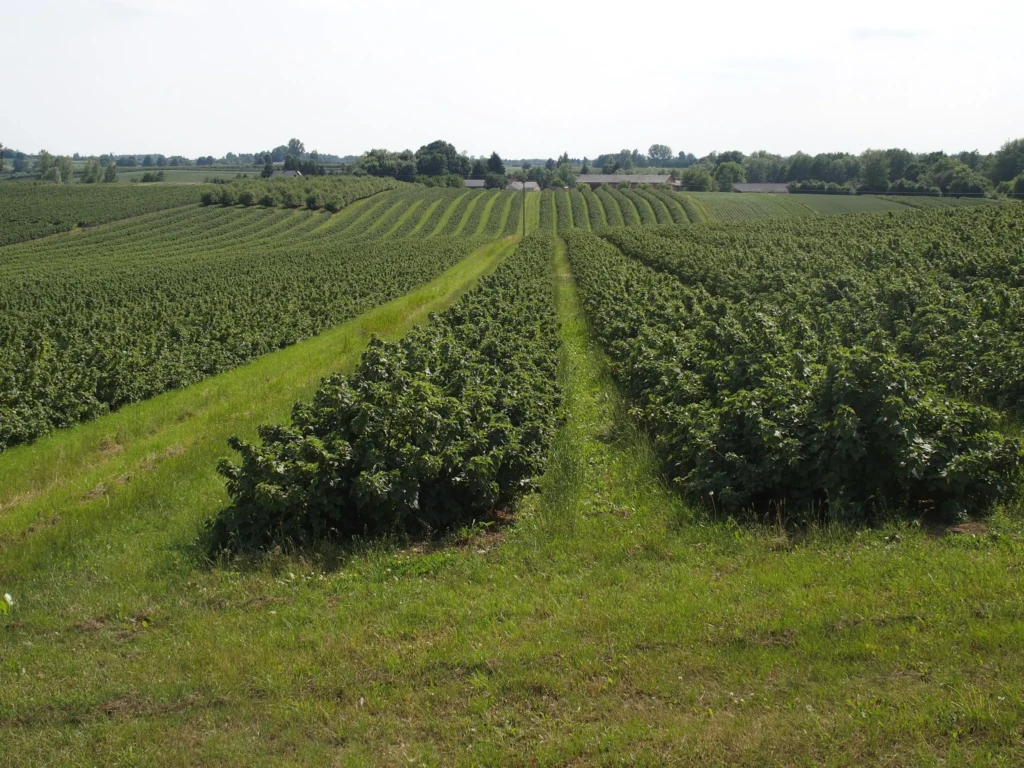 Blackcurrants Poland